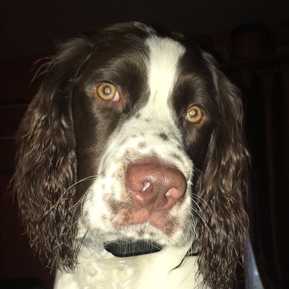 Meet your Posher, Brabrandon